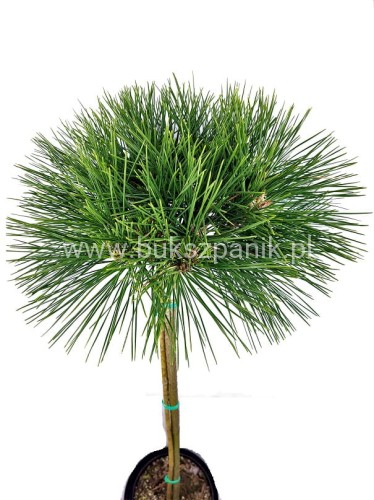 Sosna gęstokwiatowa WATNONG - Pinus densiflora PA 85-95cm; C5l
