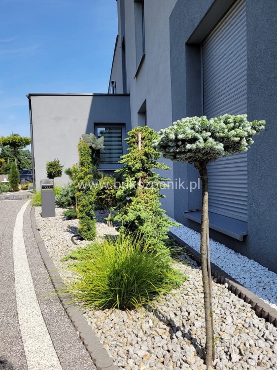 Jodła KOREAŃSKA Kohout's Icebreaker' Abies koreana Pa110-130 cm