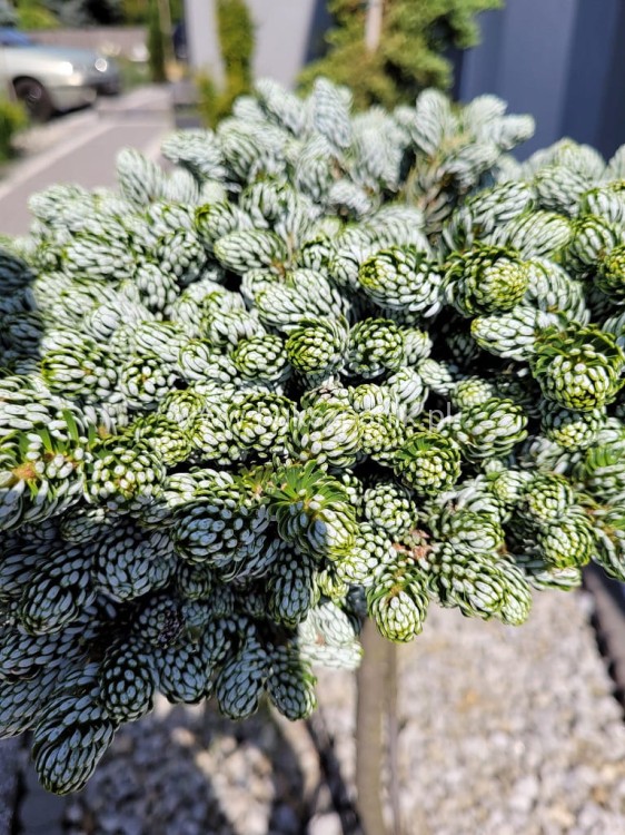 Jodła KOREAŃSKA Kohout's Icebreaker' Abies koreana Pa110-130 cm