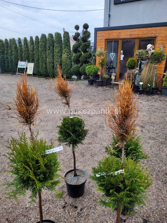 Żywotnik wschodni FRANKY BOY- Thuja occidentalis