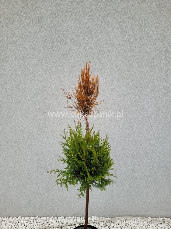 Żywotnik wschodni FRANKY BOY- Thuja occidentalis