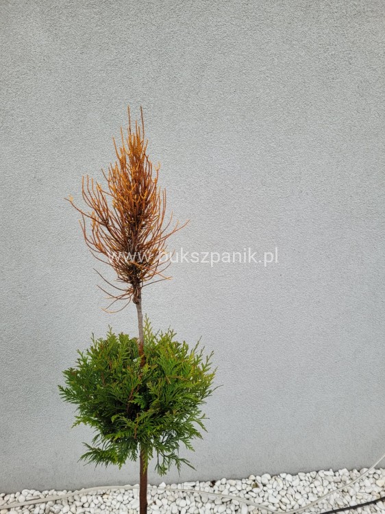 Żywotnik wschodni FRANKY BOY- Thuja occidentalis