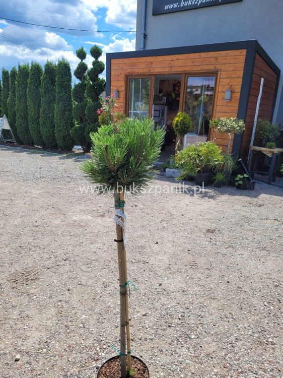Sosna bośniacka Grüne Lagune - Pinus heldreichii C5 70-85/15-25