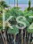 Sosna wejmutka GREEN TWIST-pinus strobus PA70-95/25cm