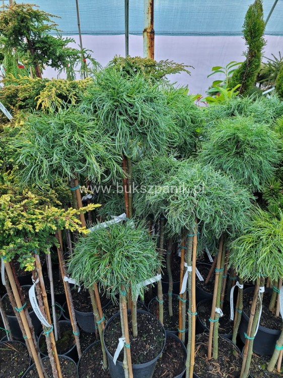 Sosna wejmutka GREEN TWIST-pinus strobus PA70-95/25cm