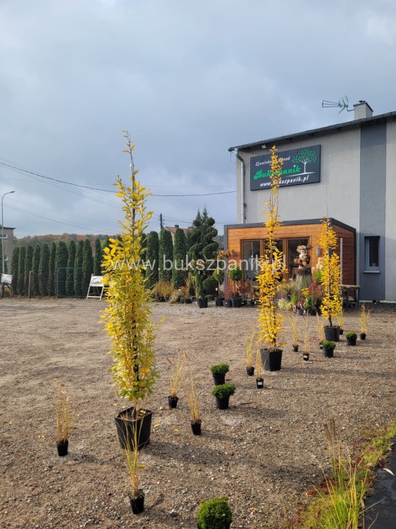 Grab pospolity FASTIGIATA - Carpinus betulus 200-240cm wys. 25l