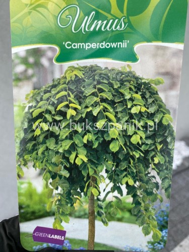 Wiąz Camperdownii -Ulmus 'Camperdownii' Pa 220cm; ob: 10-12cm donica 35
