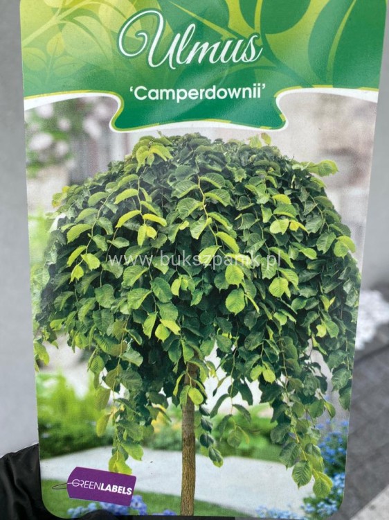 Wiąz Camperdownii -Ulmus 'Camperdownii' Pa 220cm; ob: 10-12cm donica 35