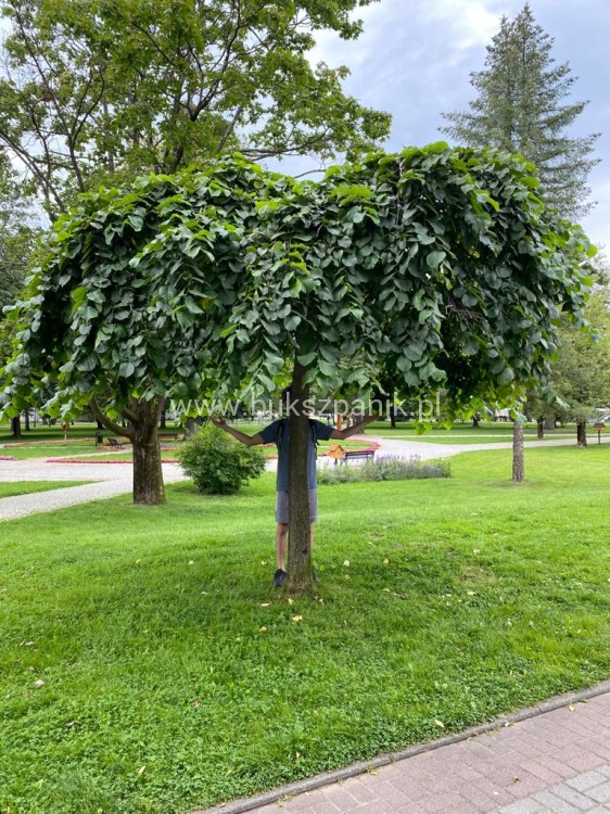 Wiąz Camperdownii -Ulmus 'Camperdownii' Pa 220cm; ob: 10-12cm donica 35