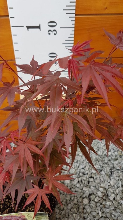 Klon palmowy 'Pixie'- Acer palmatum C12l , 80-120cm
