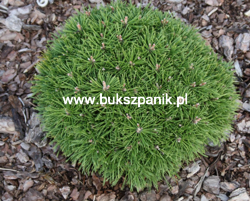 Sosna kosodrzewina BENJAMIN - Pinus mugo C5l, 20-30cm