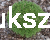 Sosna kosodrzewina BENJAMIN - Pinus mugo C5l, 20-30cm