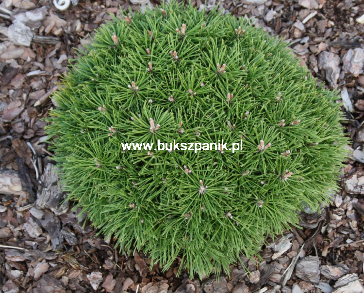 Sosna kosodrzewina BENJAMIN - Pinus mugo C5l, 20-30cm