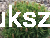Sosna kosodrzewina BENJAMIN - Pinus mugo C5l, 20-30cm