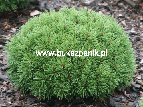 Sosna hakowata TITUS - pinus uncinata