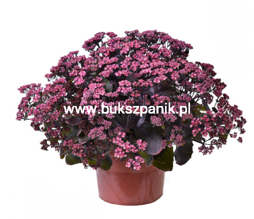 Sedum Globe Purple.PNG