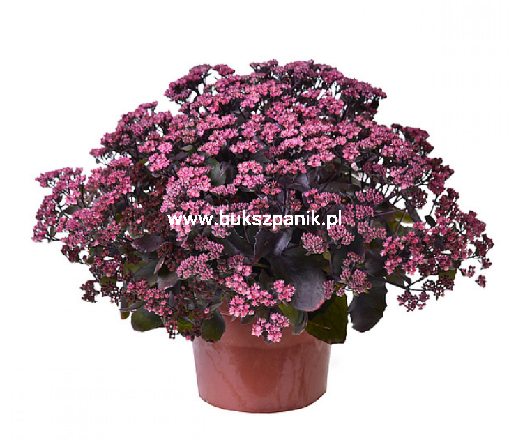 Sedum Globe Purple.PNG