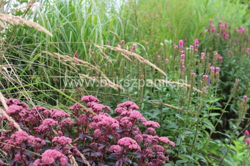 sedum picolette.jpg