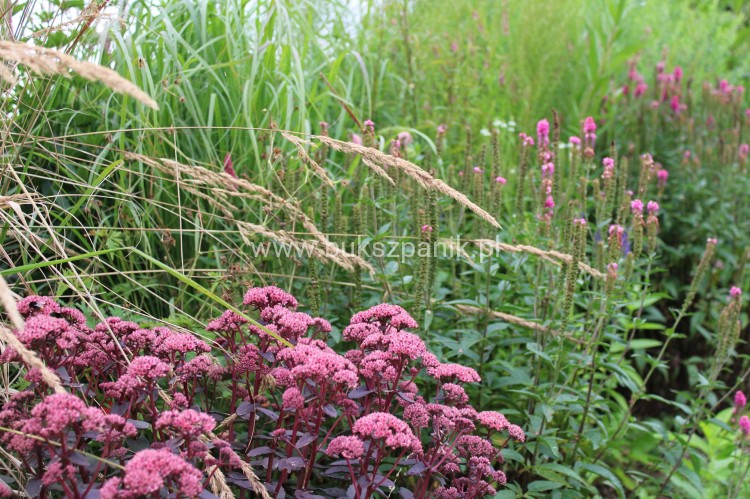 sedum picolette.jpg