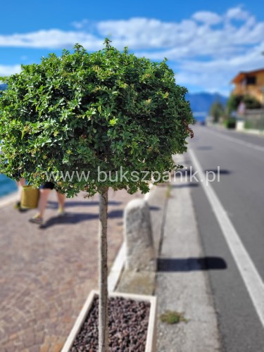 ostrokrzew glorie.jpg