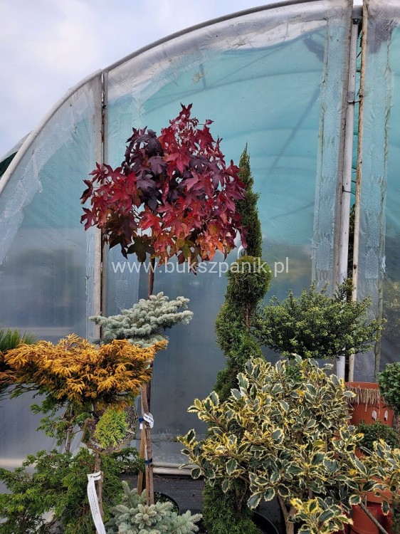 Ambrowiec amerykański Gum Ball- Liquidambar styraciflua- f. pienna