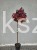 Ambrowiec amerykański Gum Ball- Liquidambar styraciflua- f. pienna