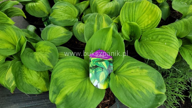 Hosta Cathedral Windows Funkia