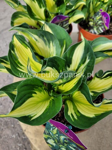 Hosta Colored Hulk Funkia