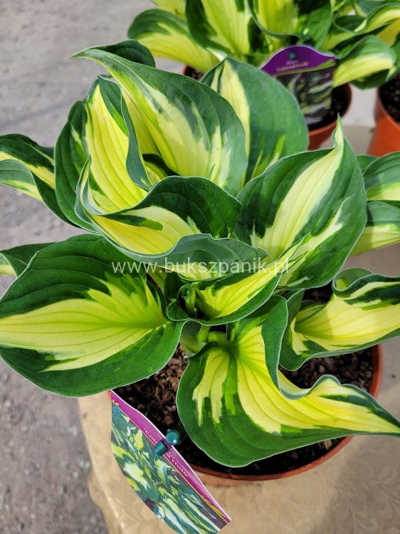 Hosta Colored Hulk Funkia