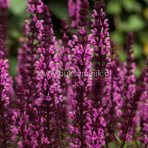Midnight Rose Salvia nemorosa.jpg