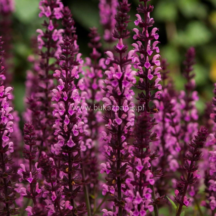 Midnight Rose Salvia nemorosa.jpg
