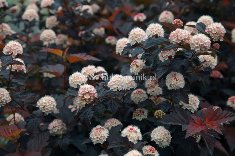 Pęcherznica kalinolistna 'Diabolo'-Physocarpus opulifolius