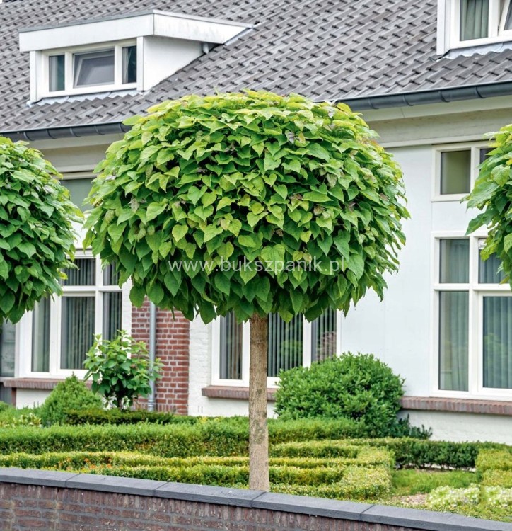 Catalpa Katalpa Nana kuliste drzewo obw. 8-10cm Pa200-220cm
