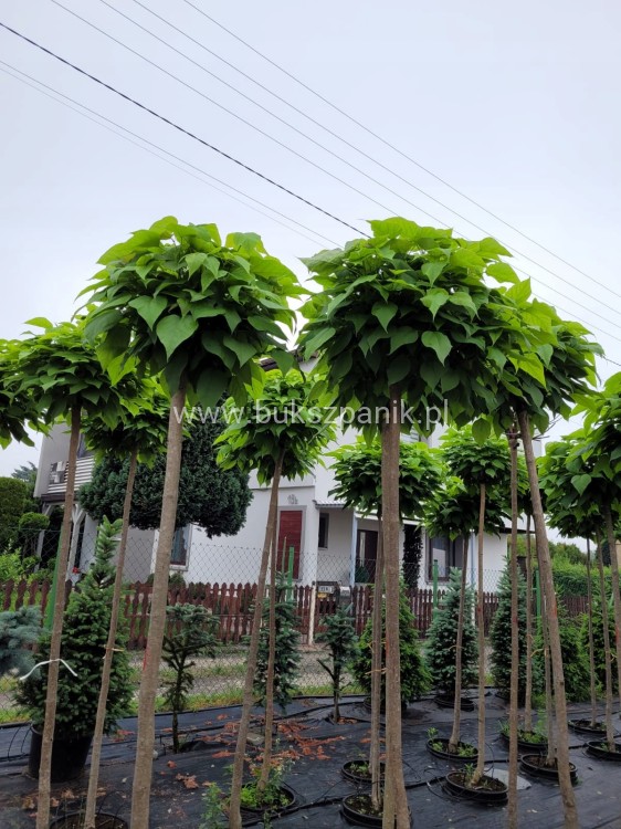 Catalpa Katalpa Nana kuliste drzewo obw. 8-10cm Pa200-220cm