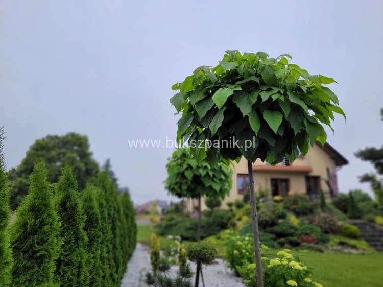Catalpa Katalpa Nana kuliste drzewo obw. 8-10cm Pa200-220cm