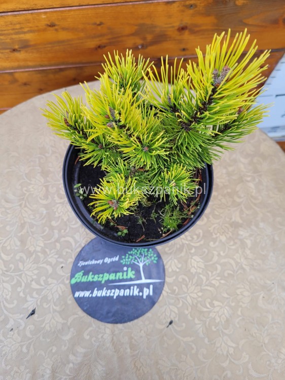 Sosna kosodrzewina 'Ophir' - Pinus mugo C5l