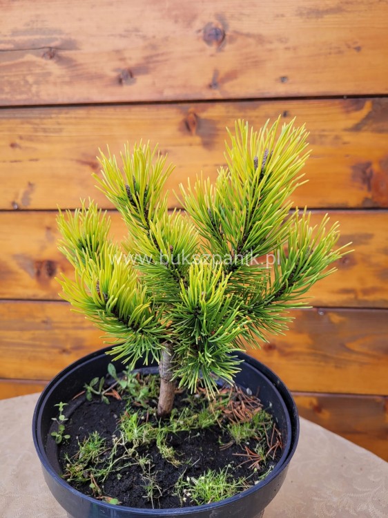 Sosna kosodrzewina 'Ophir' - Pinus mugo C5l