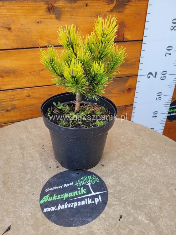 Sosna kosodrzewina 'Ophir' - Pinus mugo C5l