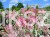 Klon jesionolistny 'Flamingo' Acer negundo- PA 110-120cm