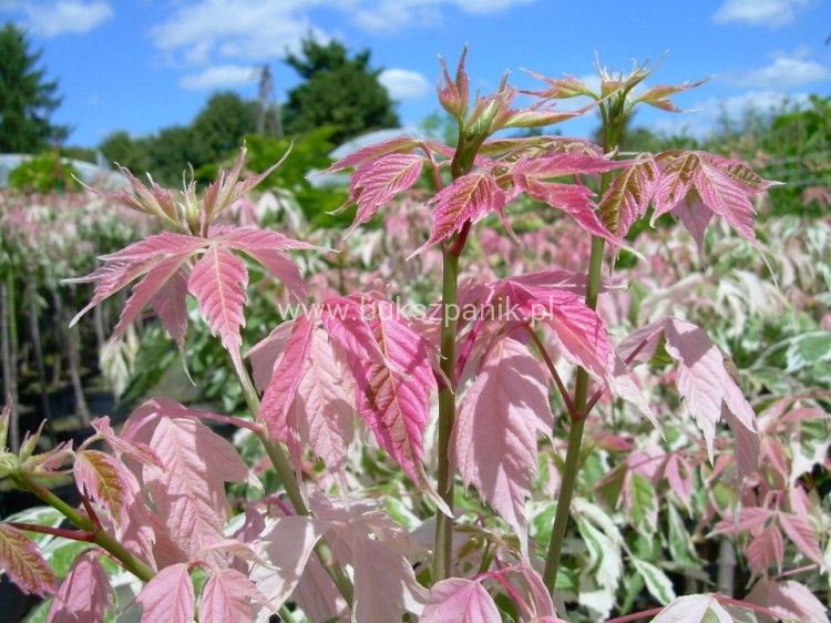 Klon jesionolistny 'Flamingo' Acer negundo- PA 110-120cm