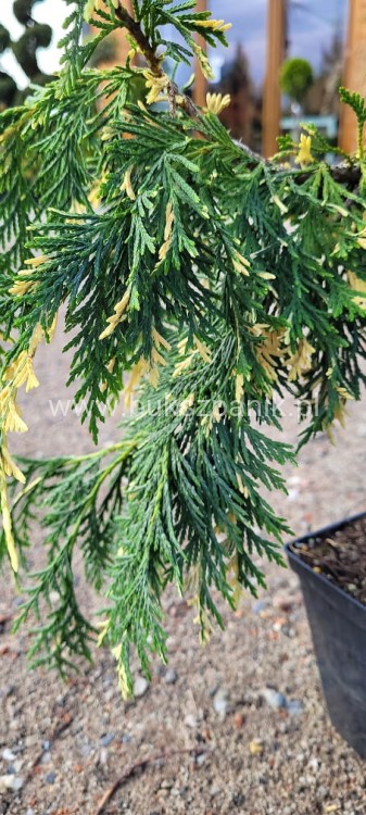Cyprysik nutkajski 'Gloria Polonica'- Chamaecyparis nootkatensis C5l 80-100cm