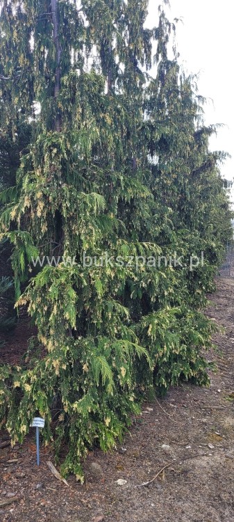 Cyprysik nutkajski 'Gloria Polonica'- Chamaecyparis nootkatensis C5l 80-100cm
