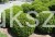 Bukszpan wieczniezielony- gryszpan  kulka  Buxus sempervirens