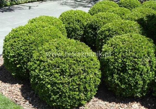 Bukszpan wieczniezielony- gryszpan  kulka  Buxus sempervirens