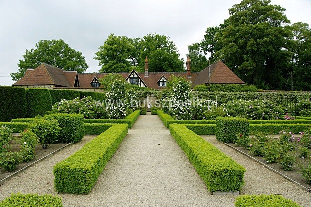 Bukszpan wieczniezielony- gryszpan  kulka  Buxus sempervirens