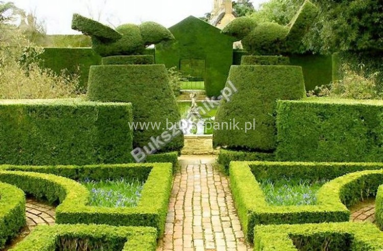 Bukszpan wieczniezielony- gryszpan  kulka  Buxus sempervirens