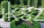 Bukszpan wieczniezielony- gryszpan  kulka  Buxus sempervirens