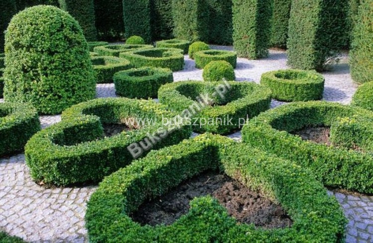 Bukszpan wieczniezielony- gryszpan  kulka  Buxus sempervirens