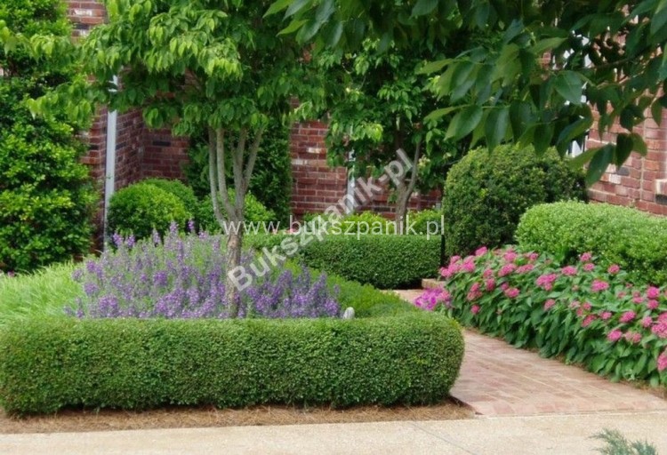 Bukszpan wieczniezielony- gryszpan  kulka  Buxus sempervirens