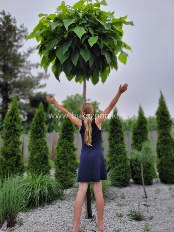 46f62a404873a6ed466591e4ed58